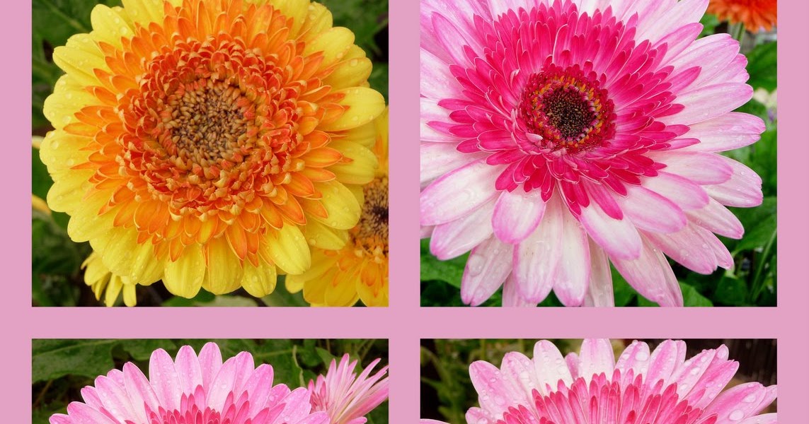 ROBINS NESTING PLACE: Lollipop Gerbera